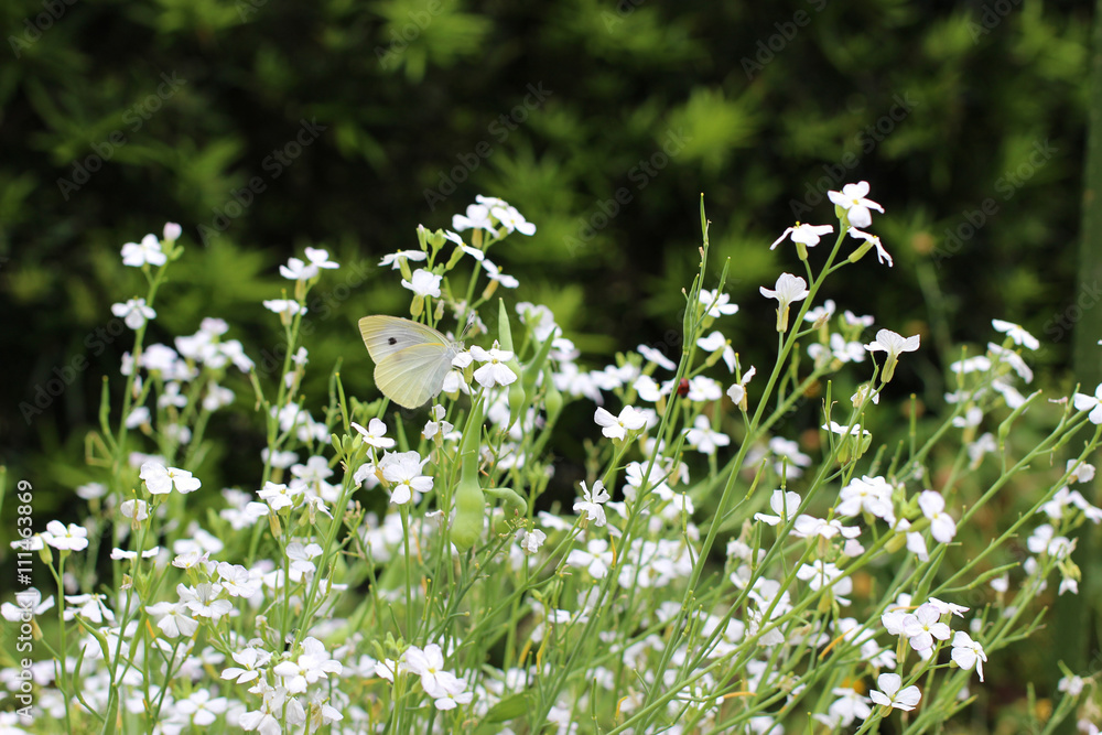 大根の花に留まるモンシロチョウ Stock Photo Adobe Stock 大根の花に留まるモンシロチョウ Stock Photo Adobe Stock