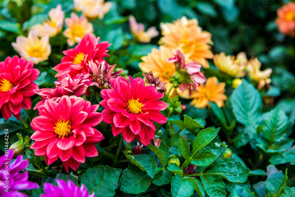 Beautiful flowers of chrysanthemums in the park Beautiful flowers of chrysanthemums in the park