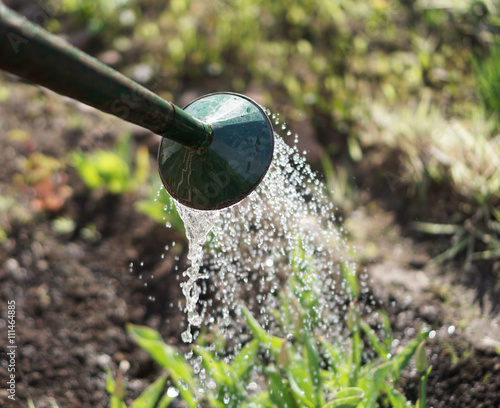 Watering flowers with a watering can