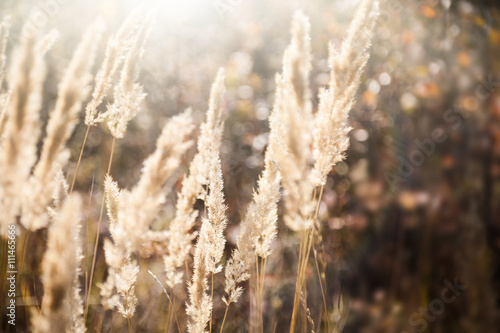 Wild grasses in a field at sunset
