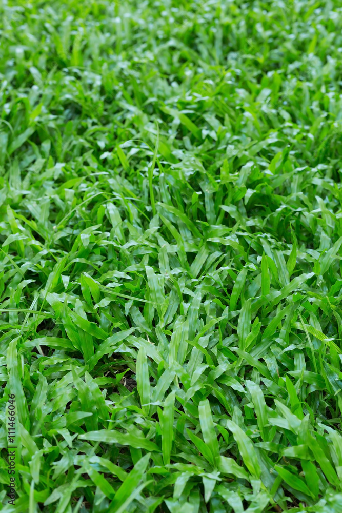 green grass turf garden in morning green grass turf garden in morning