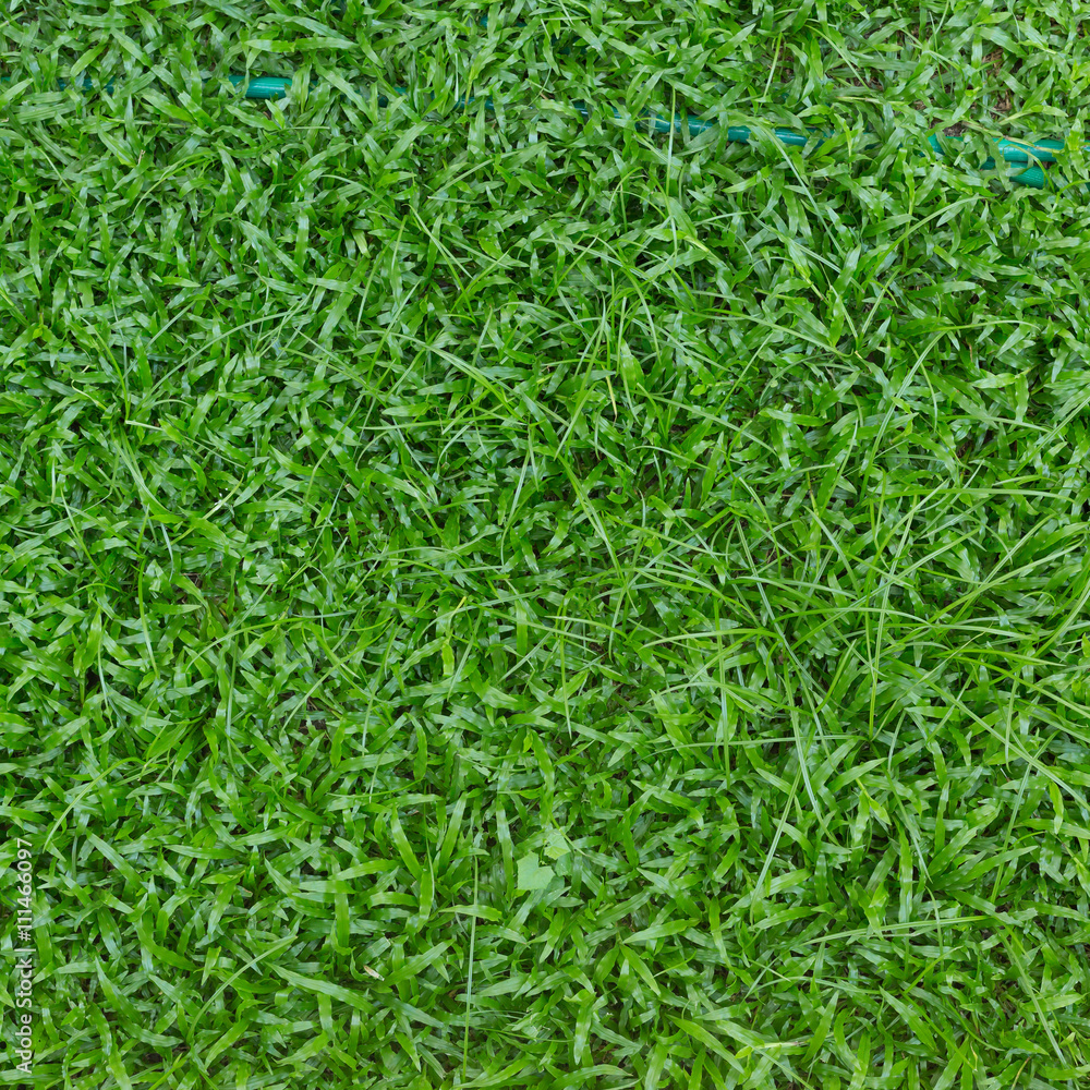 green grass turf green grass turf