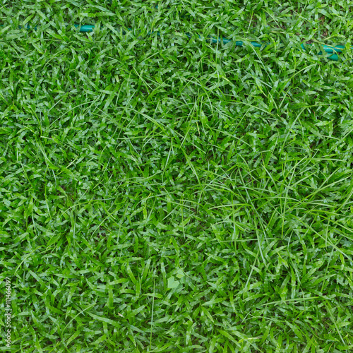 green grass turf