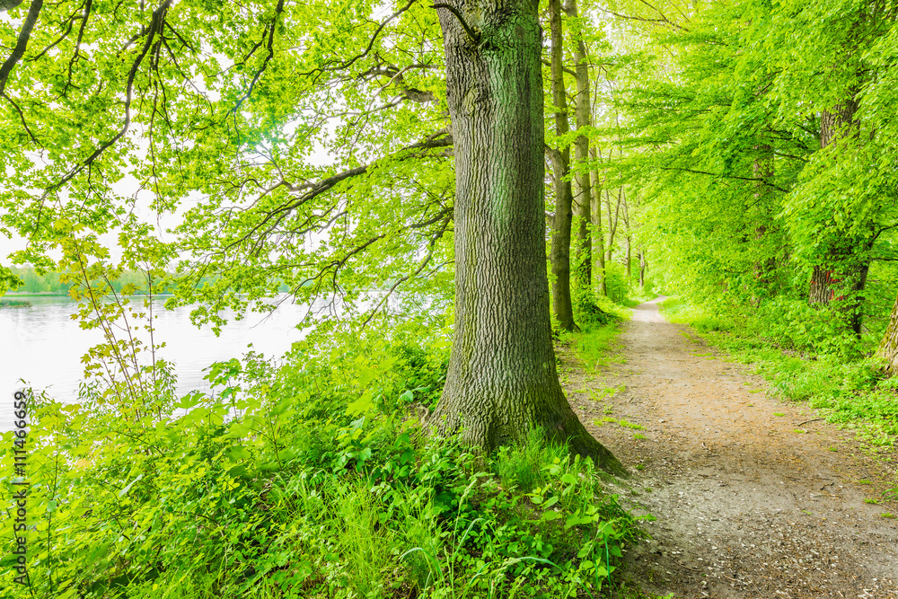 Obraz premium Alter Baum am Waldrand
