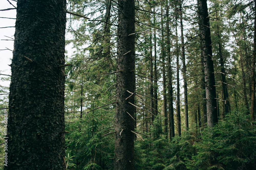 Obraz premium Green Mountain Forest background. Misty pine forest landscape. Travel