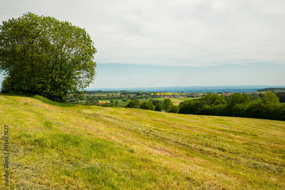 Obraz premium Nice meadow with green trees