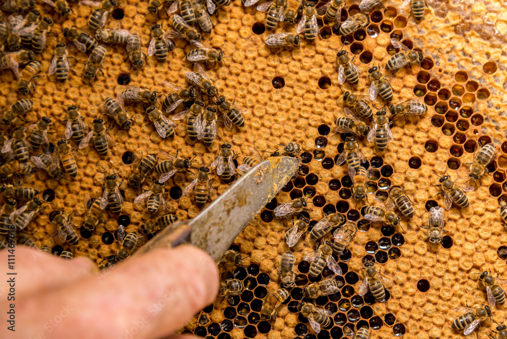 The bees working on the honeycomb The bees working on the honeycomb