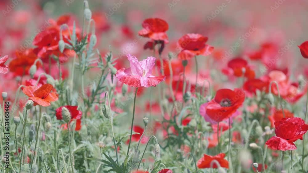 Shirley Poppy Flowers,at Showa Memorial Park,Tokyo,Japan,Filmed in 4K Shirley Poppy Flowers,at Showa Memorial Park,Tokyo,Japan,Filmed in 4K