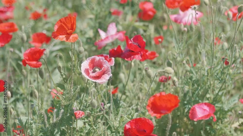 Shirley Poppy Flowers,at Showa Memorial Park,Tokyo,Japan,Filmed in 4K Shirley Poppy Flowers,at Showa Memorial Park,Tokyo,Japan,Filmed in 4K