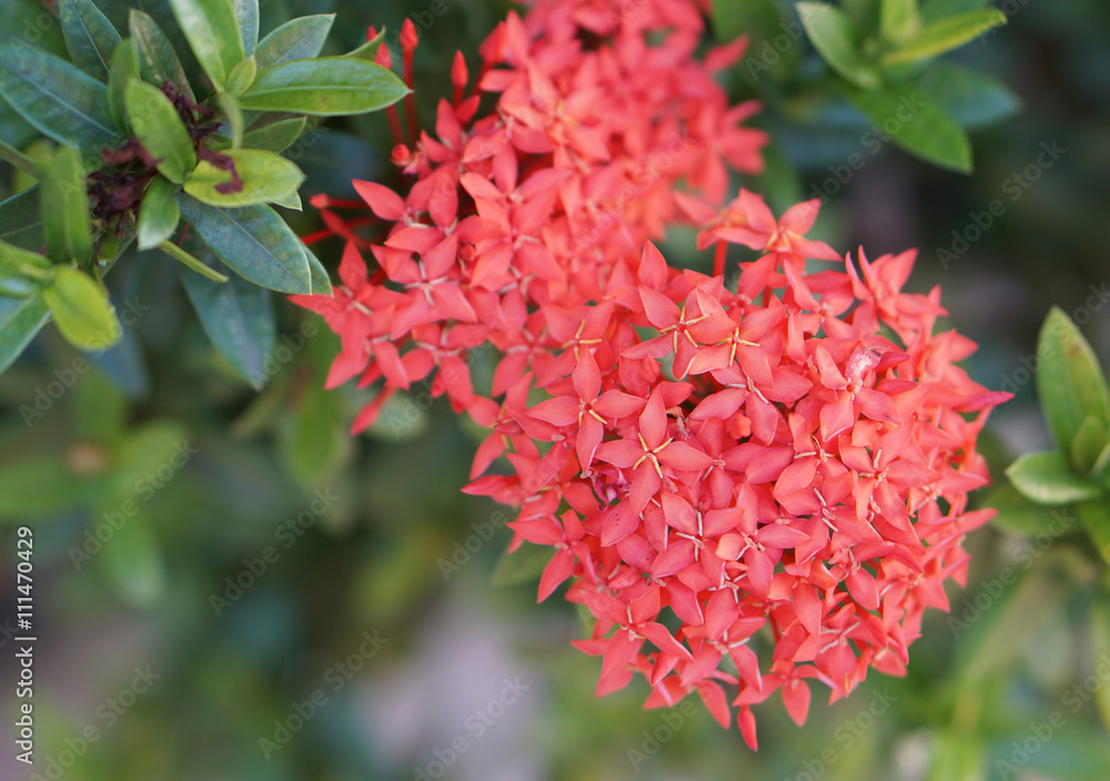 Red flower spike