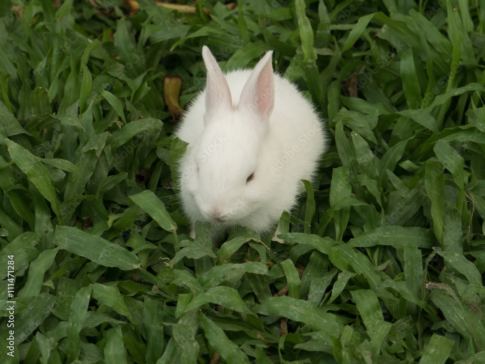 Rabbits in garden Rabbits in garden