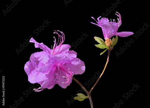 Flowers of rhododendron (Rhododendron mucronulatum) 20