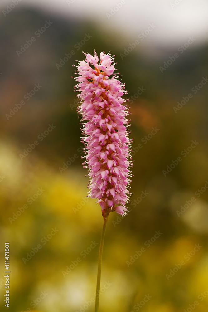 Knotweed Knotweed