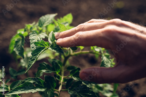 Farmer controlling growth of tomato plants in vegetable garden