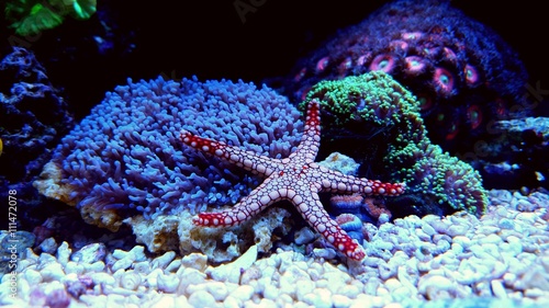 Amazing Fromia Starfish