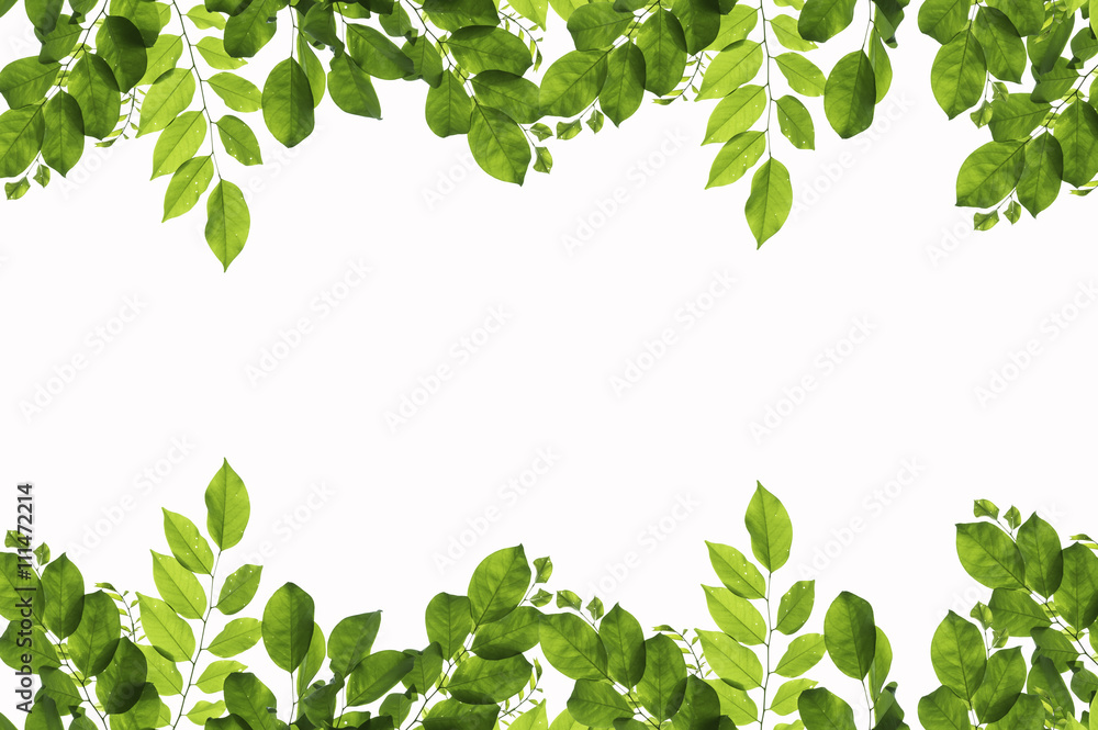 Green leaves on white background Green leaves on white background