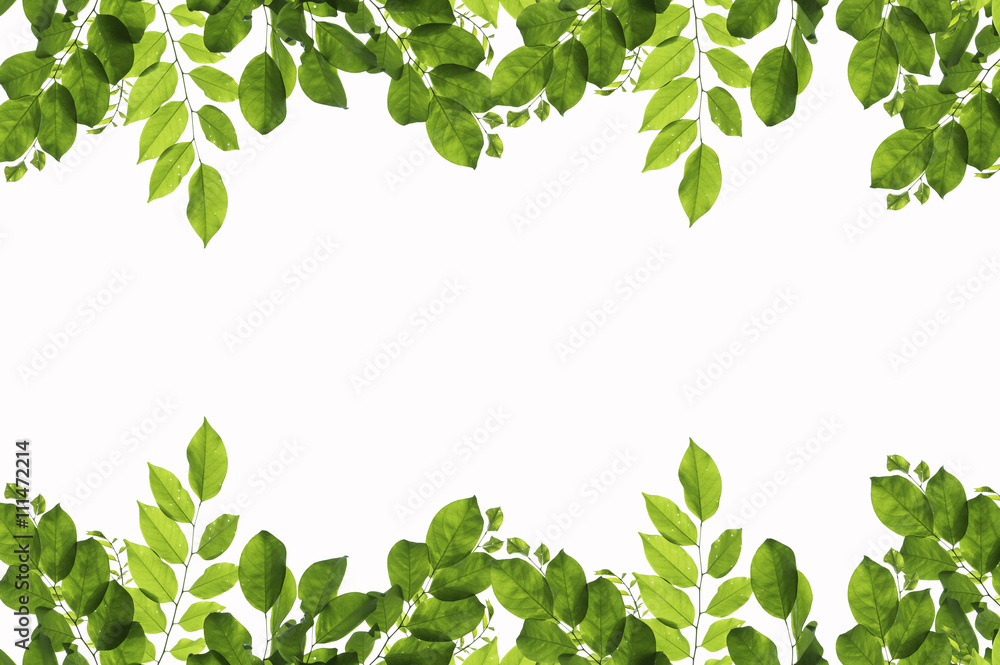 Green leaves on white background