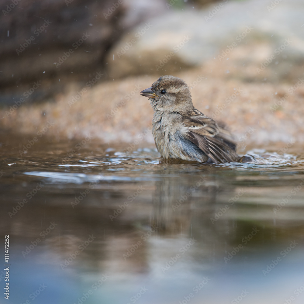 Sparrow in water Sparrow in water