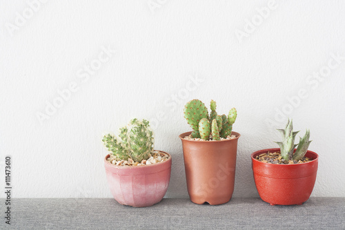 Cactus on white wall