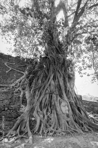 Ancient Buddha Head inside the tree at Mahathat Temple Ayutthaya historical park thailand. In black and white mode.