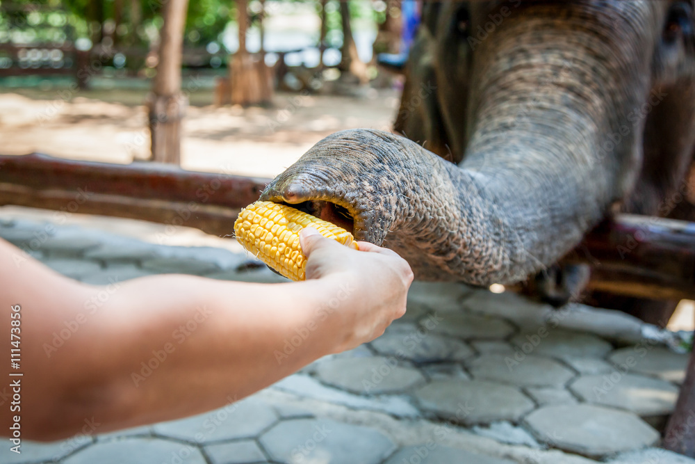 feeding elephant with corn in the zoo