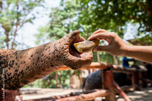 feeding elephant with banan in the zoo
