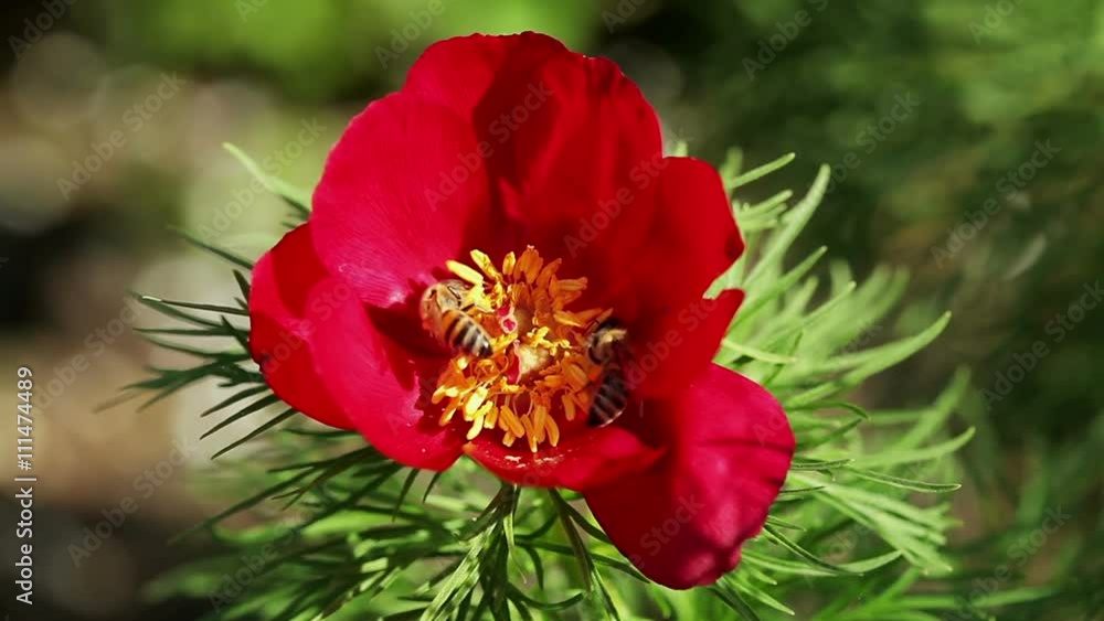 Floral garden. The two bees collect nectar from the flower of red blooming peony Floral garden. The two bees collect nectar from the flower of red blooming peony