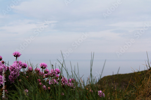 Flowers along the costal path in Cornwall