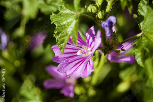 Wallpaper Macro fuchsia flower on blur background