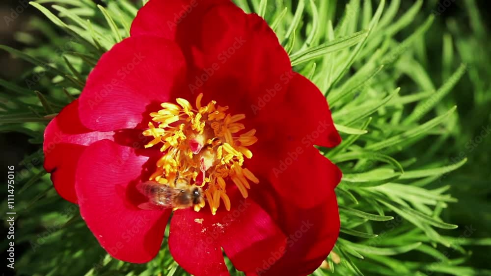 Floral garden. The one bee collects nectar from the flower of red blooming peony Floral garden. The one bee collects nectar from the flower of red blooming peony