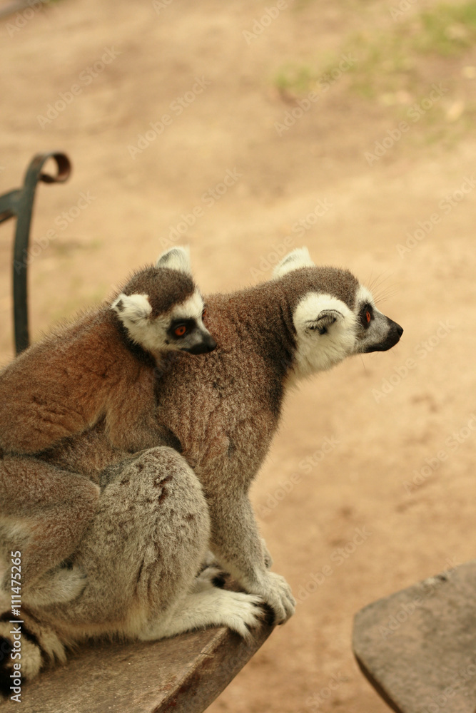 Obraz premium Mother and baby lemur, selective focus