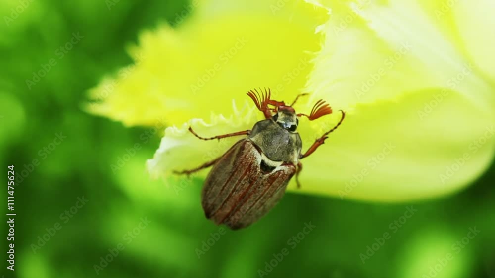 Floral garden. The beetle sits on a flower petal of the yellow blooming tulip Floral garden. The beetle sits on a flower petal of the yellow blooming tulip