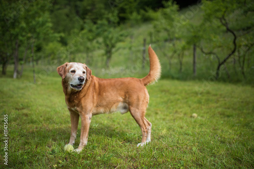 Obraz na płótnie Labrador nel prato w salonie