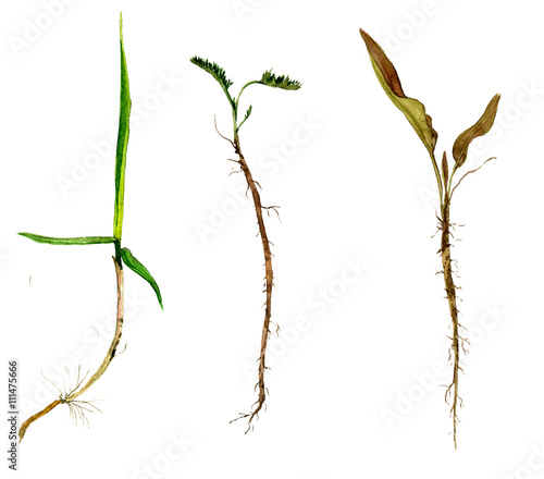 Set of watercolor drawing herbs with roots