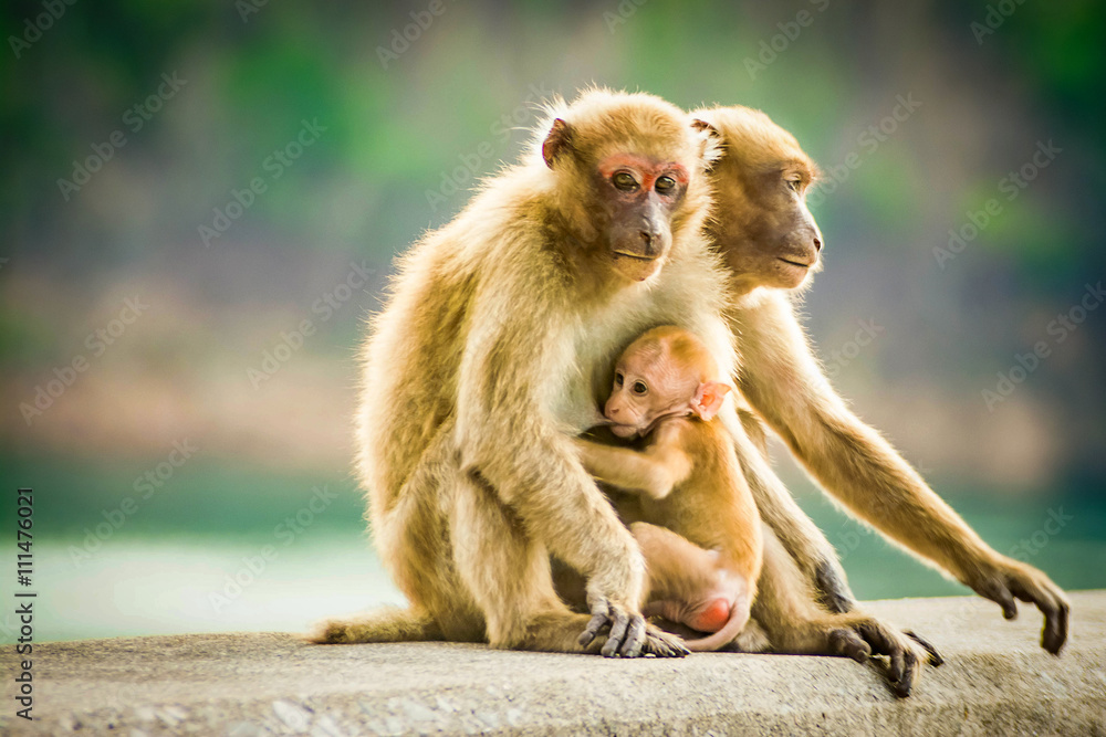 Fototapeta premium monkey family in Thailand , selective focus