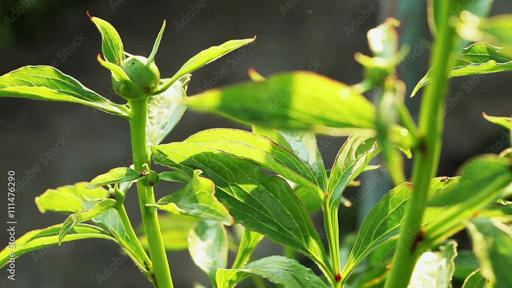 Floral garden. The ants are crawling on a stem and leaves of a green plant Floral garden. The ants are crawling on a stem and leaves of a green plant