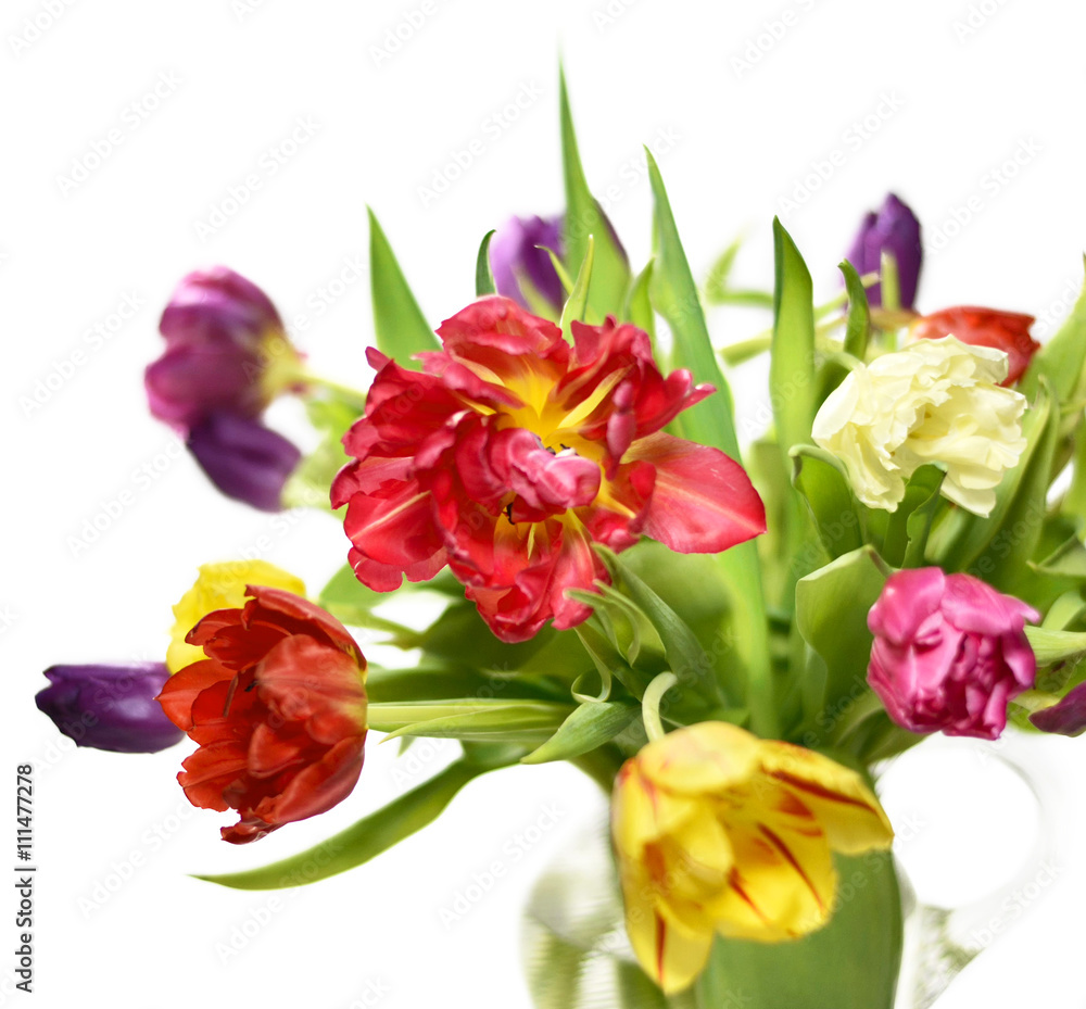 Bouquet of multicolored tulips, isolated on white background.