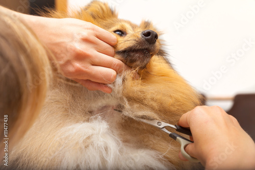 grooming with a scissor on a shetland sheepdog