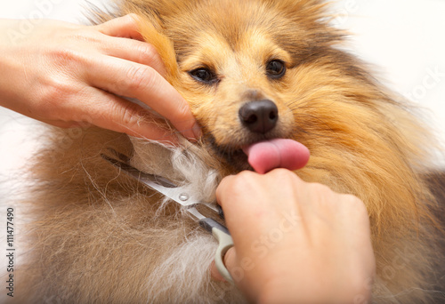Fototapeta Naklejka Na Ścianę i Meble -  Fellpflege mit einer Schere, an einem Shetland Sheepdog