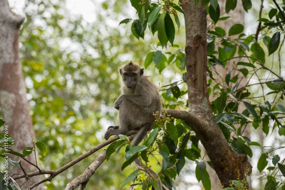 Grey cynomolgus looks reproachfully, sitting on a branch (Indonesia, Kalimantan / Borneo) Grey cynomolgus looks reproachfully, sitting on a branch (Indonesia, Kalimantan / Borneo)