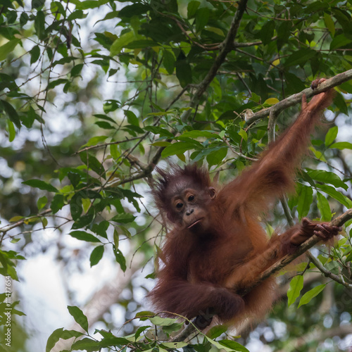 Child-orangutan gazes down  sitting in a tree  Indonesia 