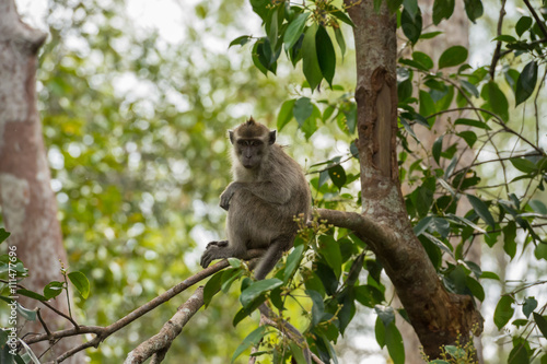 Grey cynomolgus looks reproachfully, sitting on a branch (Indonesia, Kalimantan / Borneo)