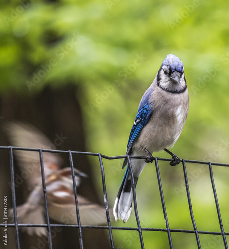 Blue Jay on the fence photo