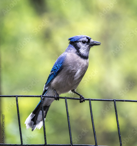 Blue Jay on the fence photo