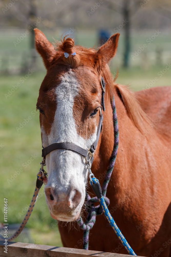 Obraz premium 馬のポートレート