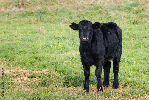 isolated black Angus calf standing on grass photo