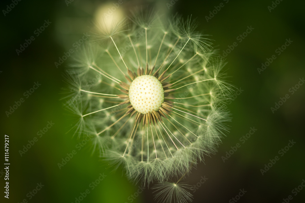Fototapeta premium Withered dandelion close range on a green background.
