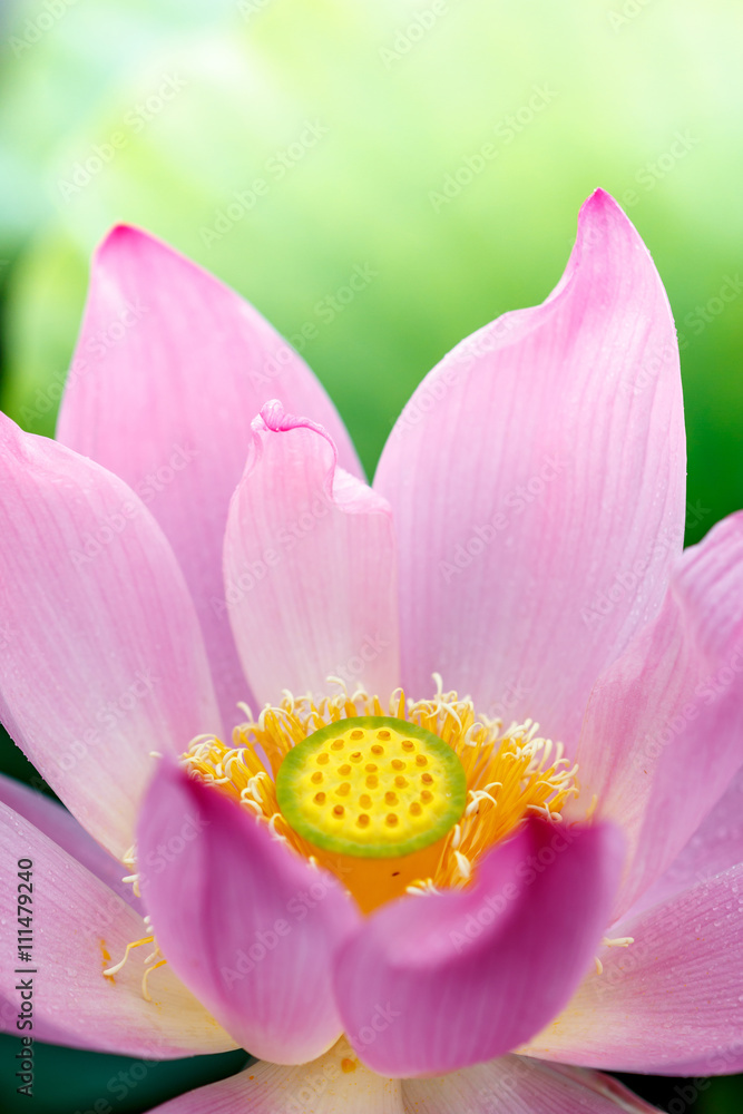 蓮の花 蓮の花