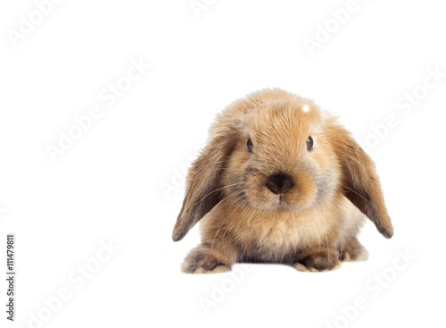 nice rabbit lop-eared