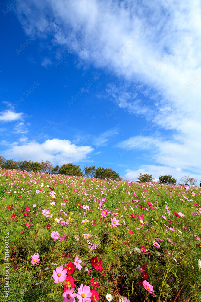 コスモス畑＠長崎県諫早市白木峰